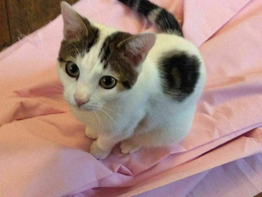 BABY PINK Polycotton SHEETING / LINING FABRIC  Duvet, Pillowcase CLEARANCE